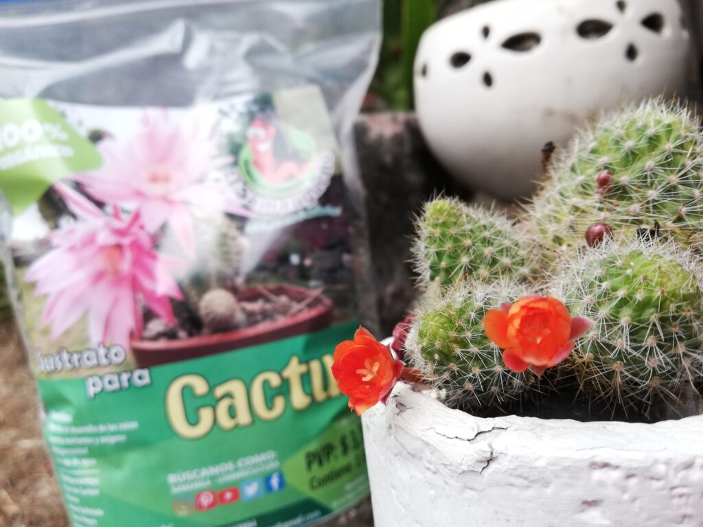 Sustrato de cactus