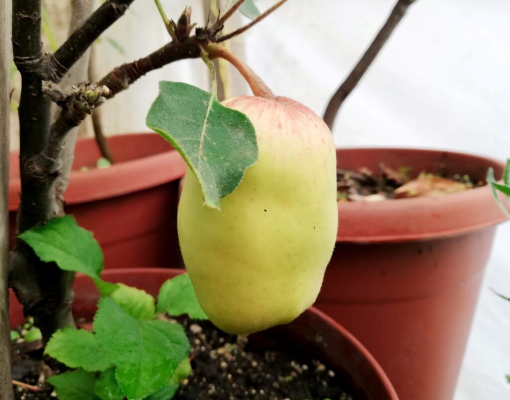 Manzana orgánica